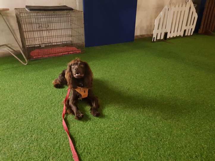 47270471_10161237261665578_8183645602219819008_n