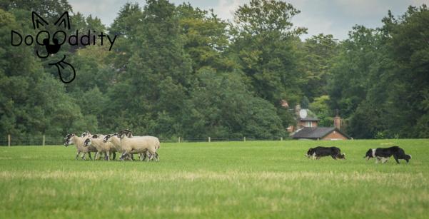 11144424_417176661819628_5358489848539676390_o