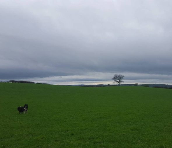 12644989_10156487144495578_4674773383494069076_n