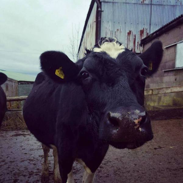 12308796_10156487354230578_8486504111838090148_n