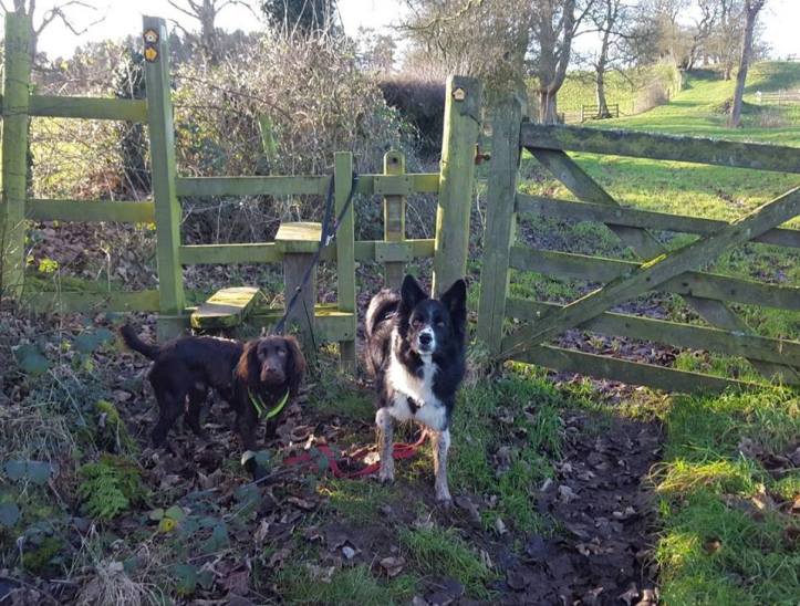 26114123_10159832924080578_7162403742203387598_n