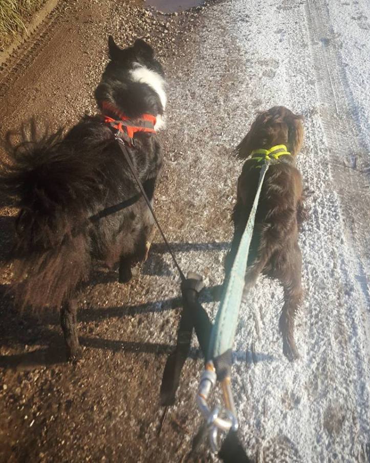 25994929_10159820529770578_1109238828753436497_n