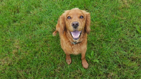 wp-1441275645151 image