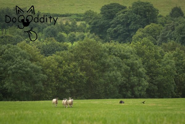 11231219_417176735152954_3971351015086848616_o