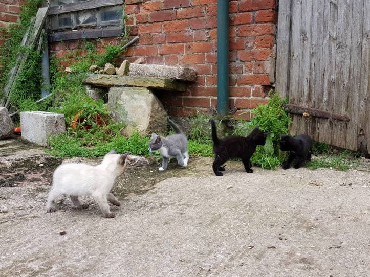 19554309_10158956780070578_5391800977607063493_n