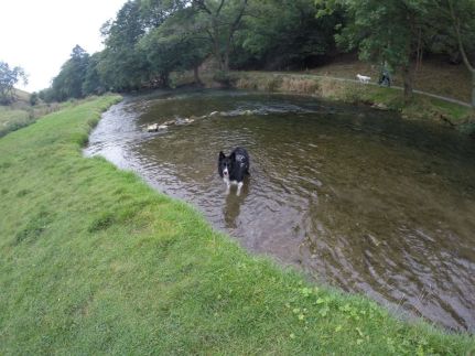 Enjoying off lead time!