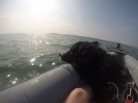 13912340_546179678919325_2898907274699568096_n