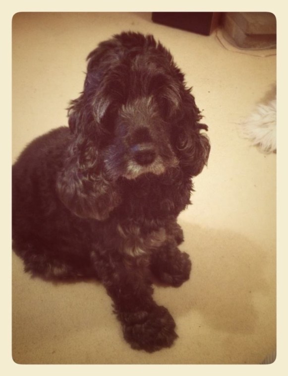 Our beautiful old girl!