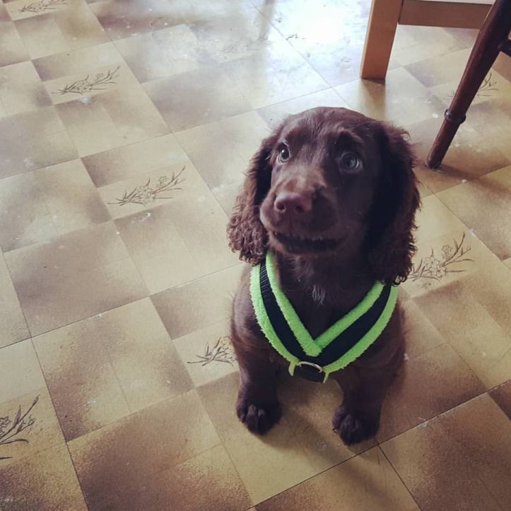 19961178_10159023057545578_3666915628613956263_n