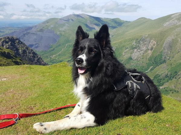 13987625_546179698919323_3679885215151950669_o