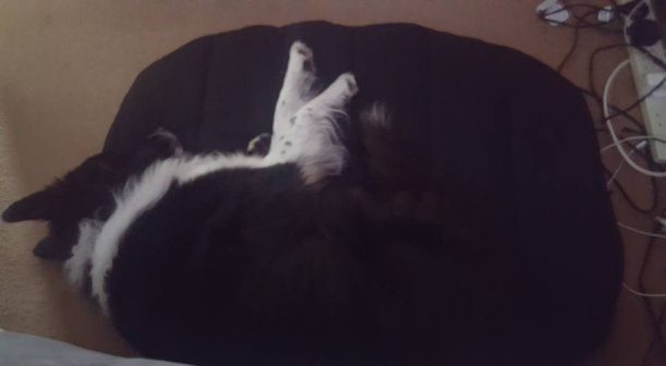 Fast asleep one morning