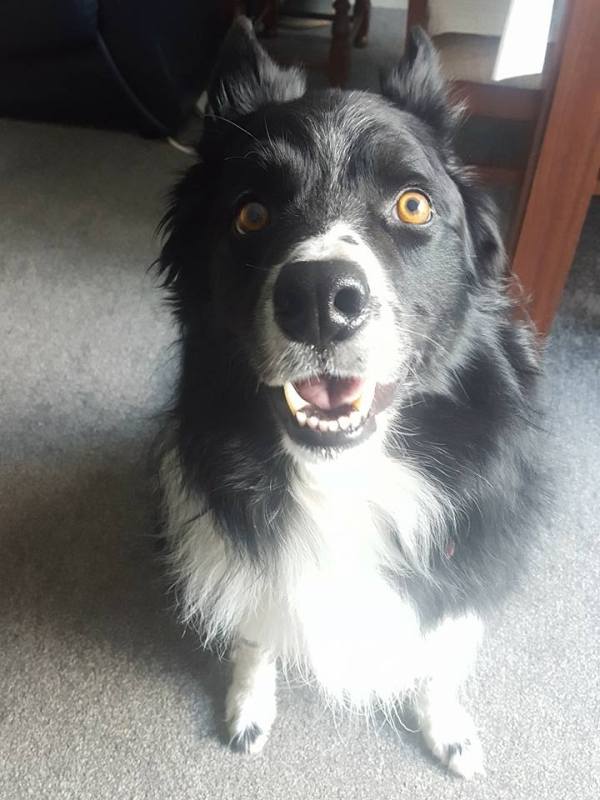 14079480_10157335350610578_6649234799123370987_n