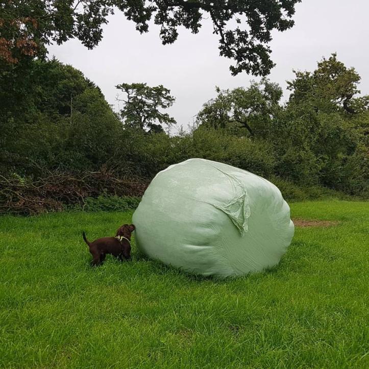 21032364_10159252074780578_7619345422640975034_n