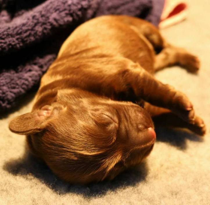 18446594_10158704166900578_8886401329638674868_n