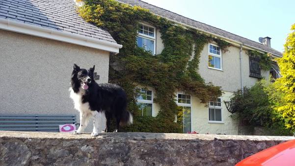 13435394_10157046301100578_5496211701690683987_n