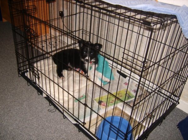 1935692_299565785577_1697684_n