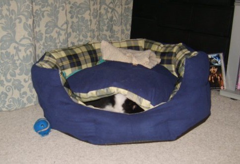 1916388_316778615577_760273_n