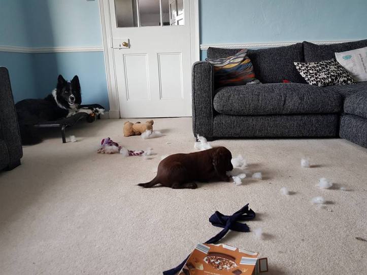 19642639_10159017293090578_5405800568466532312_n