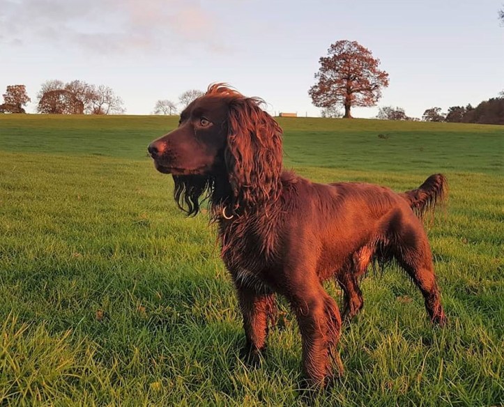 46220195_10161152091810578_1212025661963632640_n (2)