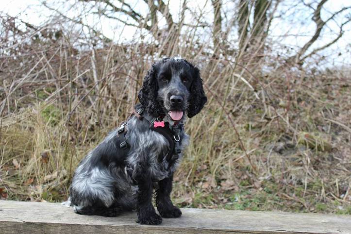 29258672_10215552456664490_2143306164319236754_n