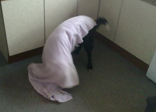 24979_10150094685710578_709072_n