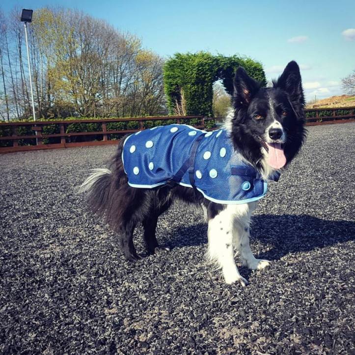 17499095_10158486371020578_6346451144491345481_n