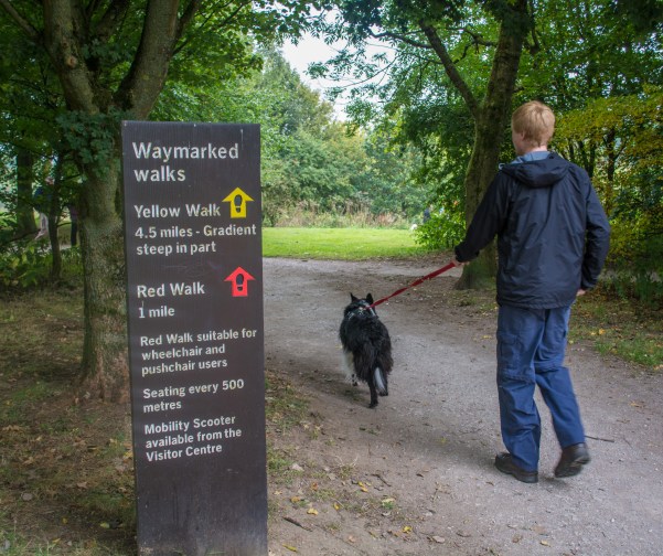 tittesworth_walks_dogoddity