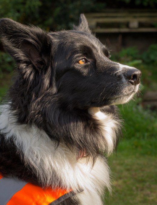 Spot the collar through the fur..