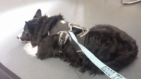 10559739_10154557028560578_5559790300286315067_n