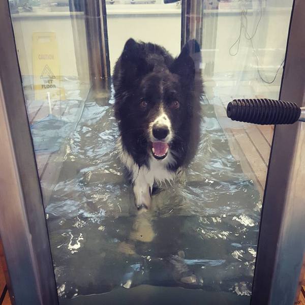 13322011_10157012699270578_5944252855852356034_n