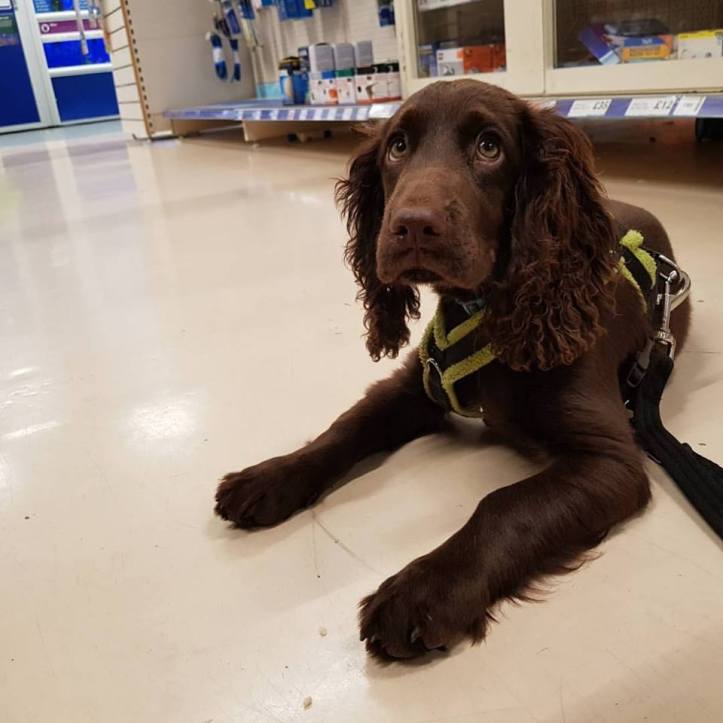 20993991_10159260708695578_9208904922701416111_n