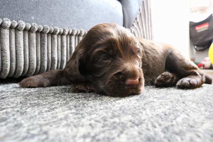 18698410_10154696728923131_5682618578096809494_n