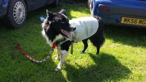 10370422_10154223828055578_1742031246972608302_n